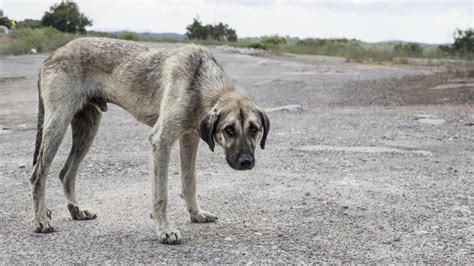 ¿Qué hacer si me encuentro un perro abandonado? - La Opinión de A Coruña