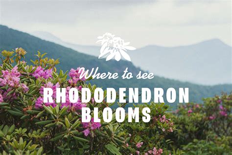 Where to see Rhododendron Blooms in the Southeast – The Landmark Project