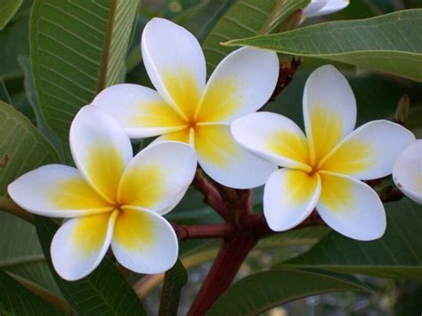 La Flor Sacuanjoche: Un Símbolo de Nicaragua