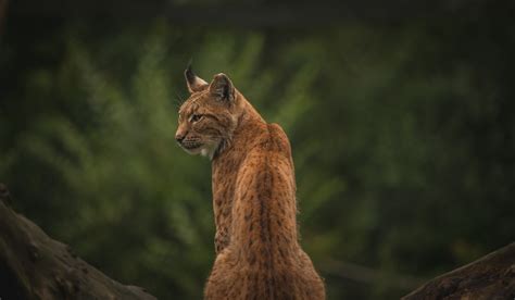 Lara The Lynx If You Appreciate My Work And Would Like Flickr