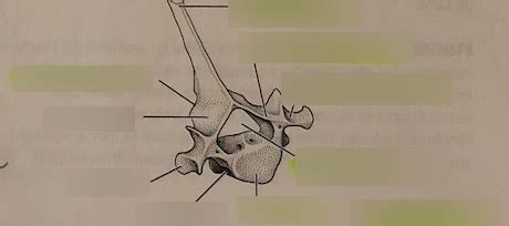 Cat Thoracic Vertebrae Diagram Quizlet