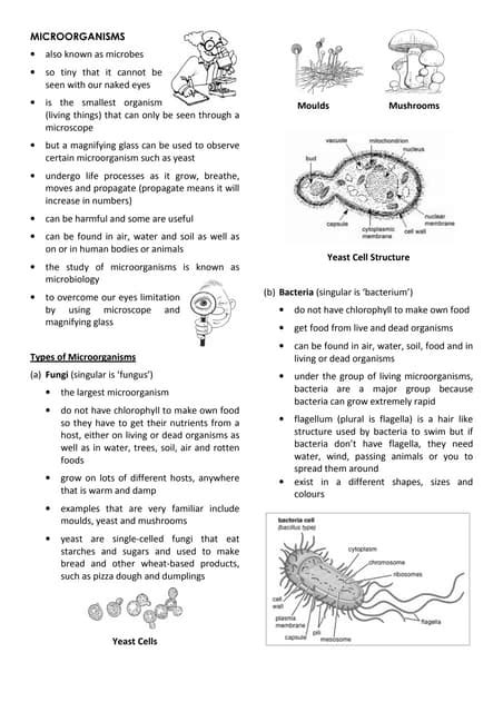 Science Notes Year 5 Chap 1 A Microorganisms Pdf