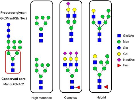 Symbolic Representation Of Different N‐linked Glycans High Mannose