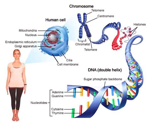 Biyolojisitesi Net Genden Proteine Protein Sentezi Transkripsiyon