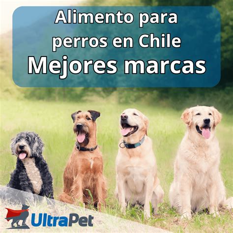 10 Mejores alimentos para Perro en Chile Guía 2023 2024