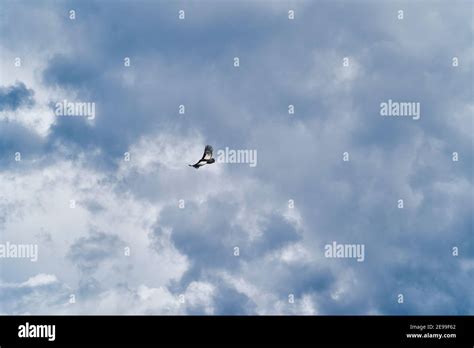 Andean Condor Vultur Gryphus Soaring Over The Colca Canyon In The