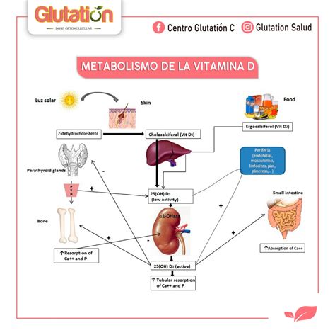 Metabolismo De La Vitamina D Y Su Importancia En El Organismo