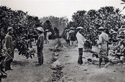 sejarah kopi indonesia  kolonial hingga