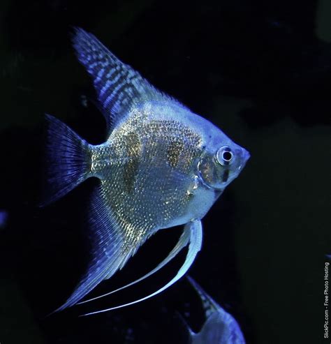 Blue Pinoy Pearl Scaled Angelfish | Angel fish, Pet fish, Freshwater aquarium fish