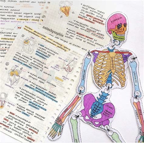 A N G E L C O L O R S Nurse Study Notes Biology Notes Medical