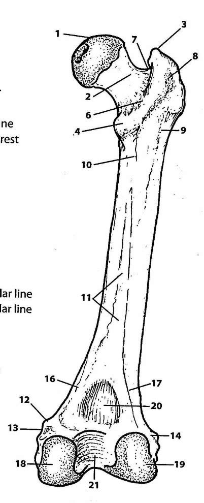 Femur Posterior Side Diagram Quizlet