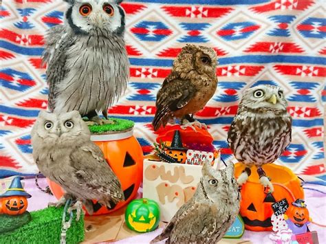 Play with owls and hedgehogs at Owl Park owl cafe in Tokyo