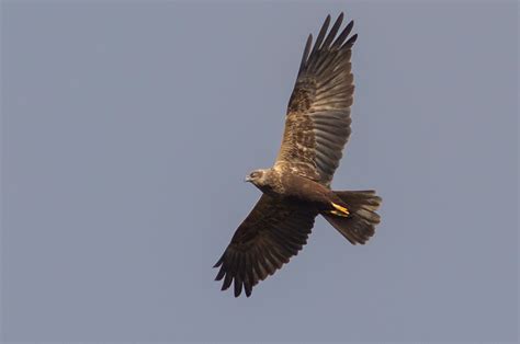 Weedon's World of Nature: Female Marsh Harrier