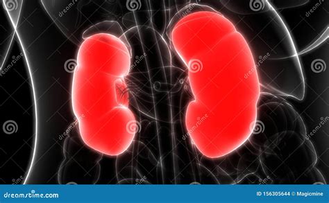 Organi Interni Urinari Anatomia Reni Illustrazione Di Stock