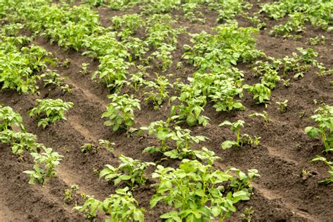 Cómo manejar la salinidad del suelo Nevian Fertilizantes