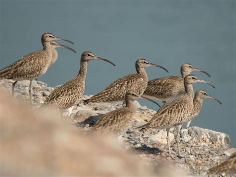 Whimbrel Bird Facts (Numenius phaeopus) | Birdfact