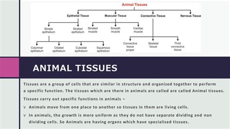 Types Of Animal Tissues Class 9 Ppt