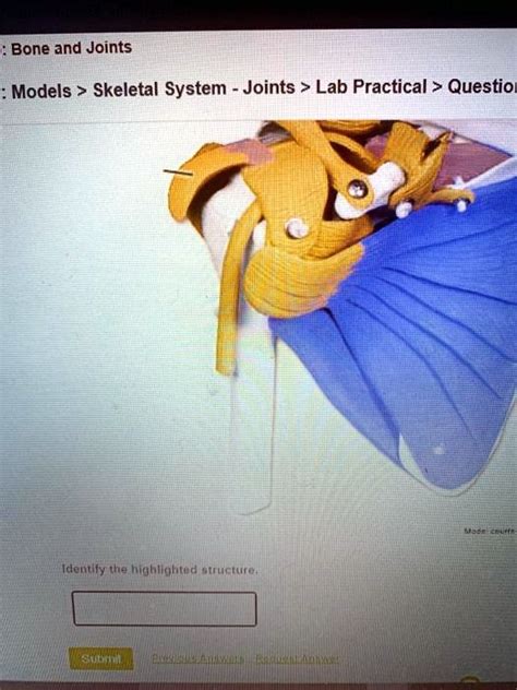 Solved Bone And Joints Models Skeletal System Joints Lab