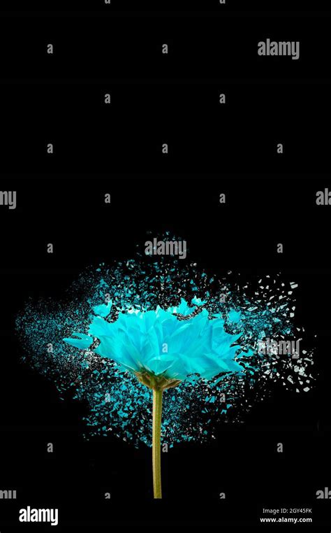 Blue Flower Exploding Stock Photo Alamy