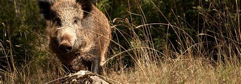 3 Nouveaux Cas De Peste Porcine En Belgique Chasse Passion