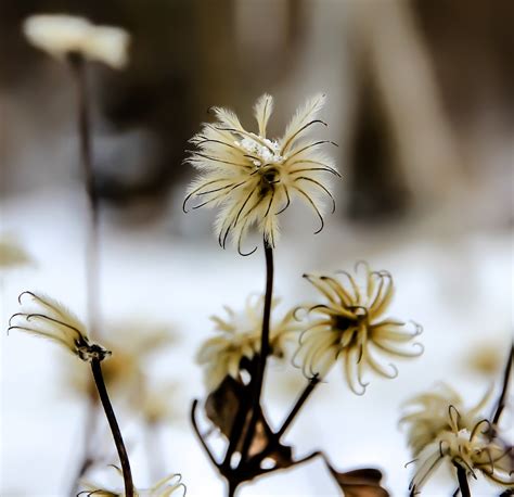 Free Images Nature Branch Blossom Snow Cold Winter Leaf Flower