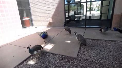 Peacocks At The Glendale Arizona Library Youtube