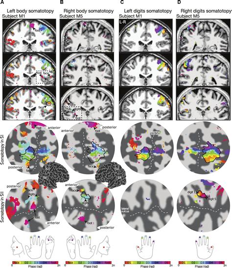 Frontiers Somatotopy In The Human Somatosensory System