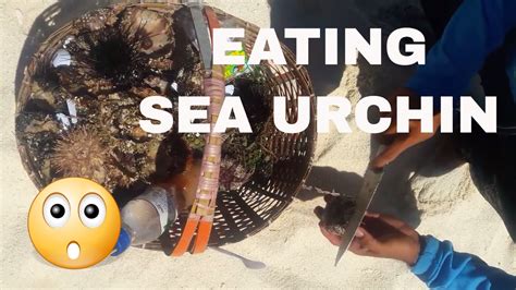 Eating Tuyom Or Sea Urchin At White Island Camiguin YouTube