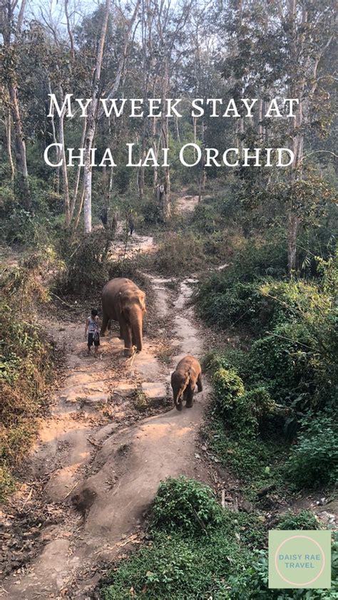 My Stay At The Chai Lai Orchid In Chiang Mai Thailand Thailand