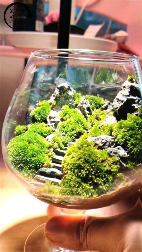 38 Fantastic Moss Terrarium Ideas You Can Have At Home In 2024