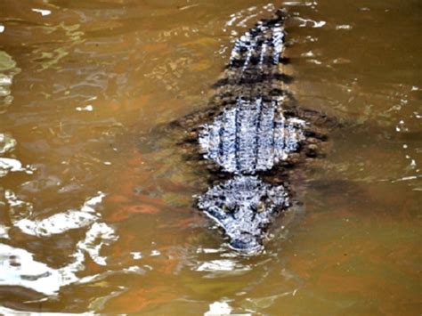 Monster Crocodile Traps Tourist On Australian Island Inquirer News