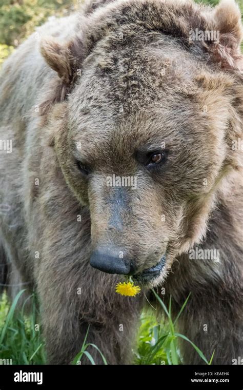 Grizzly Bear Eating A Dandelion Looking Very Shy Near Bozeman