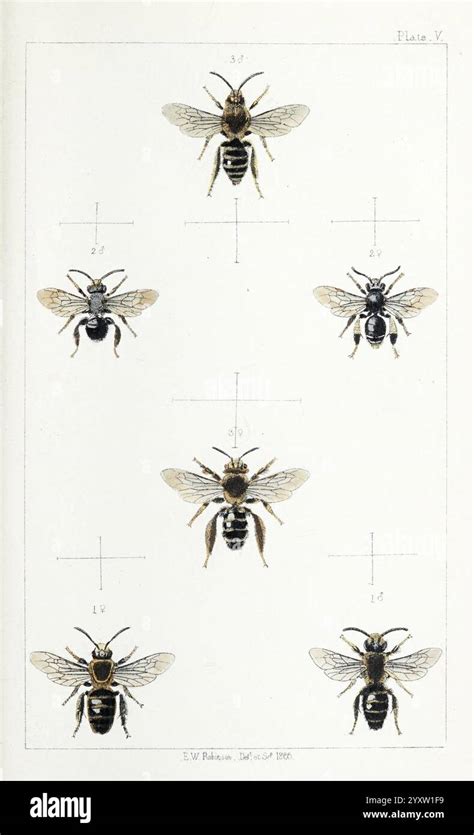 species  bees  res stock photography  images alamy