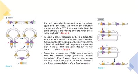 Mechanism Of Vd J Recombination And Generation Of Antibody Diversity Ppt