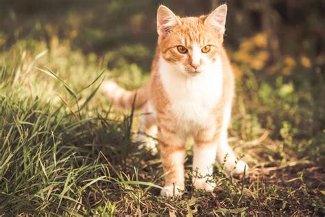 Orange tabby cat running full speed — Stock Photo © okiepony #6780248