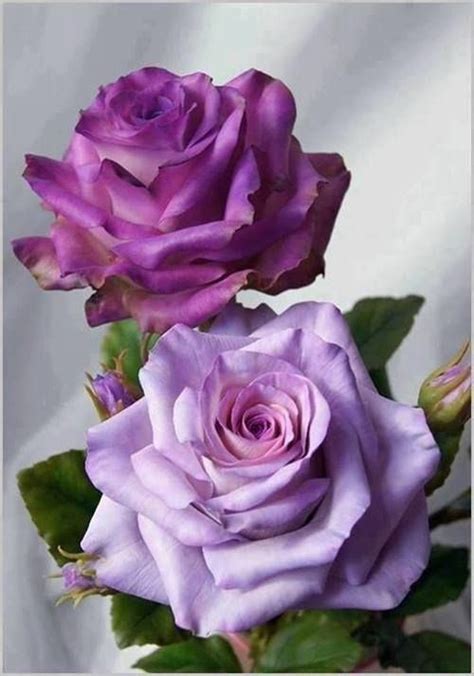 Purple Roses Pictures, Photos, and Images for Facebook, Tumblr, Pinterest, and Twitter