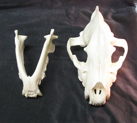 Huge Spotted Hyena Skull Replica Etsy