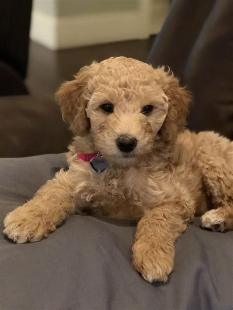 8 Week Old Goldendoodle Puppy Goldendoodle Puppy Pals Puppies