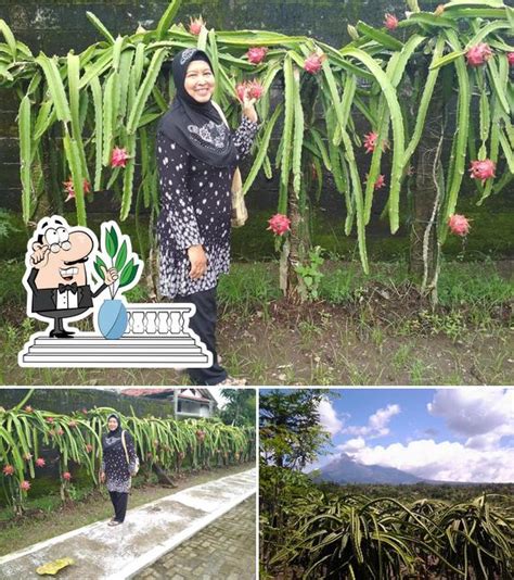 Kebun Buah Naga Newstempo