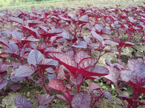 20 Red Spinach Supplement Facts And Benefits Nutrigardens