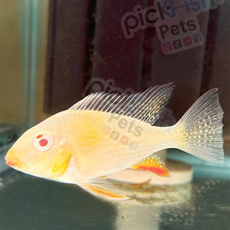 Albino Threadfin Acara Cichlid Threadfin Geophagys Acarichthys