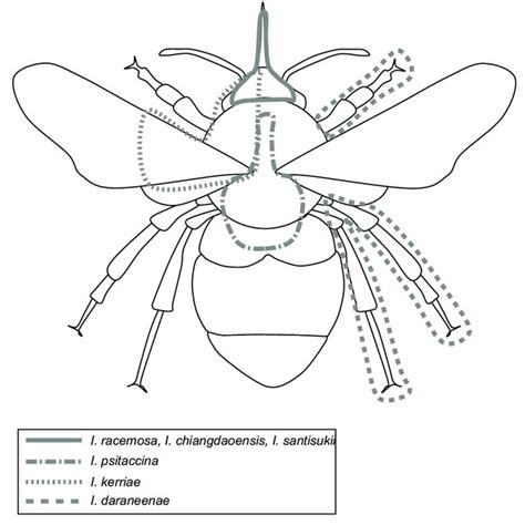 Diagram of a bee body showing pollen placement for six Impatiens spp ...