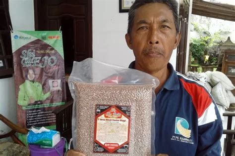 Beras Merah Organik Produksi Malang Ini Mampu Tembus Bali Jawa Pos