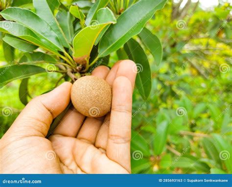 Man S Hand Picking Wild Fruits Stock Image - Image of green, flower ...