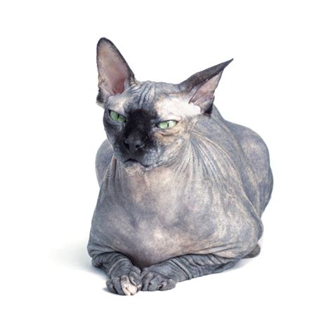 Black Or Blue Canadian Sphynx Cat With Green Eyes Stock Image Image