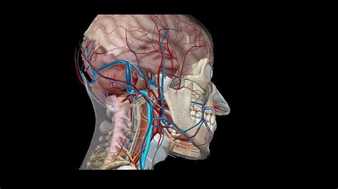 Human Nervous System and Sensory Organs - Lecture Notes, Study Material ...