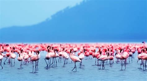 Lago Natron O Lago Mais Bonito Do Nordeste Da Tanzânia E Do Quênia