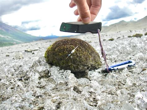 Glacier Moss Balls Exhibit Mysterious Herd Like Motion Bartholomaus