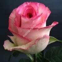 Саженцы Роз