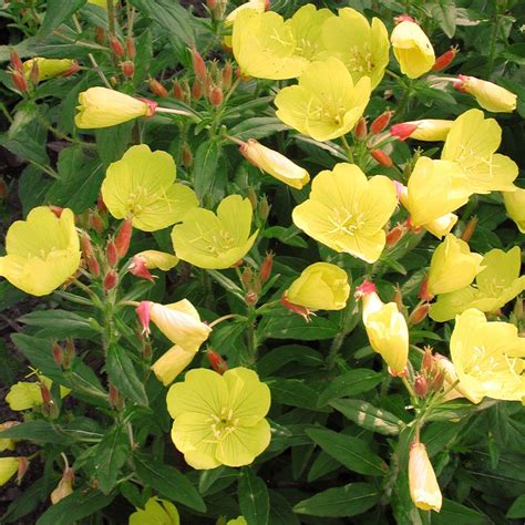 Oenothera Fruticosa Fireworks Sundrops In 2022 Rhizome Plants Red Bud